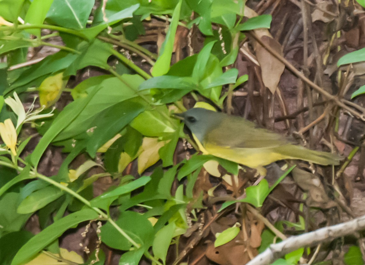 Mourning Warbler - ML314442921