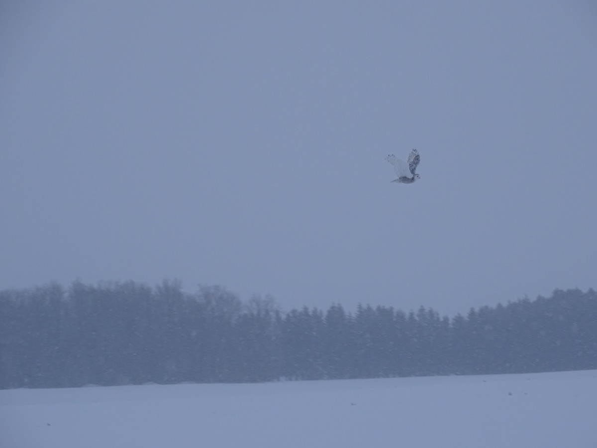 Snowy Owl - Paul Eicher