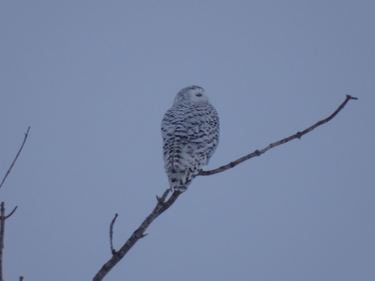 Snowy Owl - ML314443171