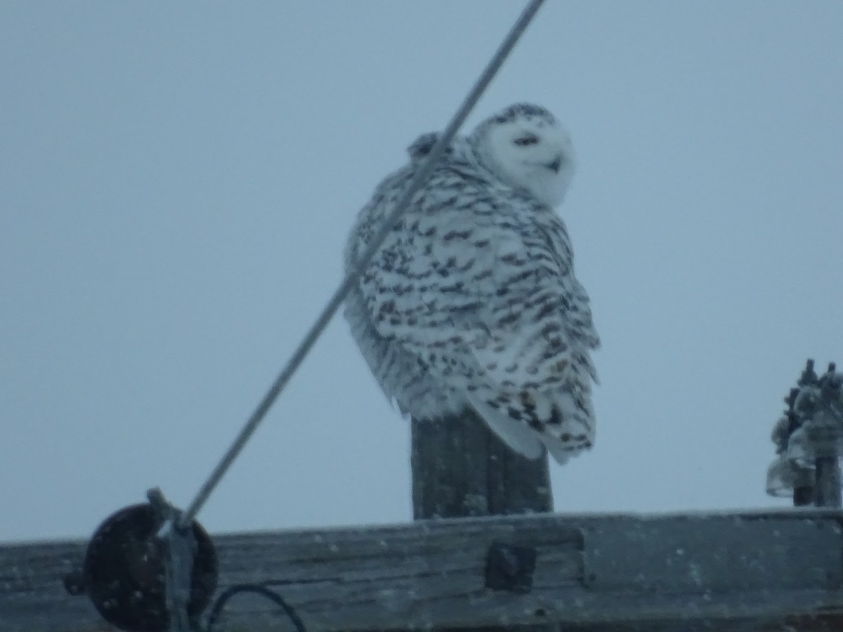 Snowy Owl - ML314443241