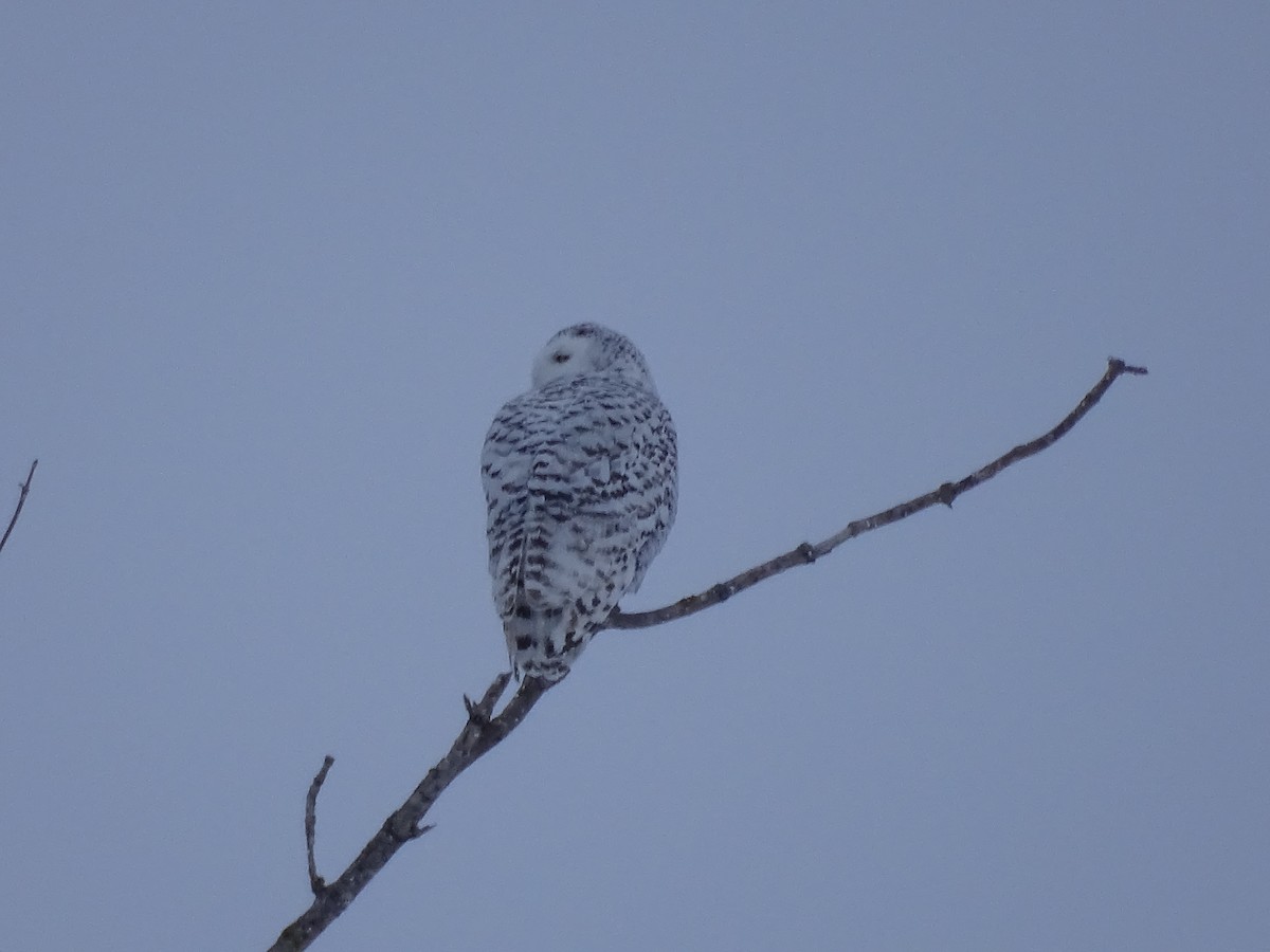 Snowy Owl - ML314443341
