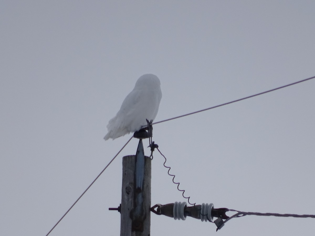 Snowy Owl - ML314444491