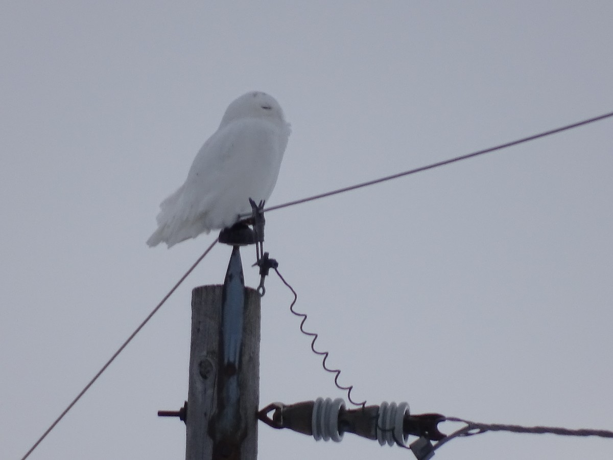 Snowy Owl - ML314444501