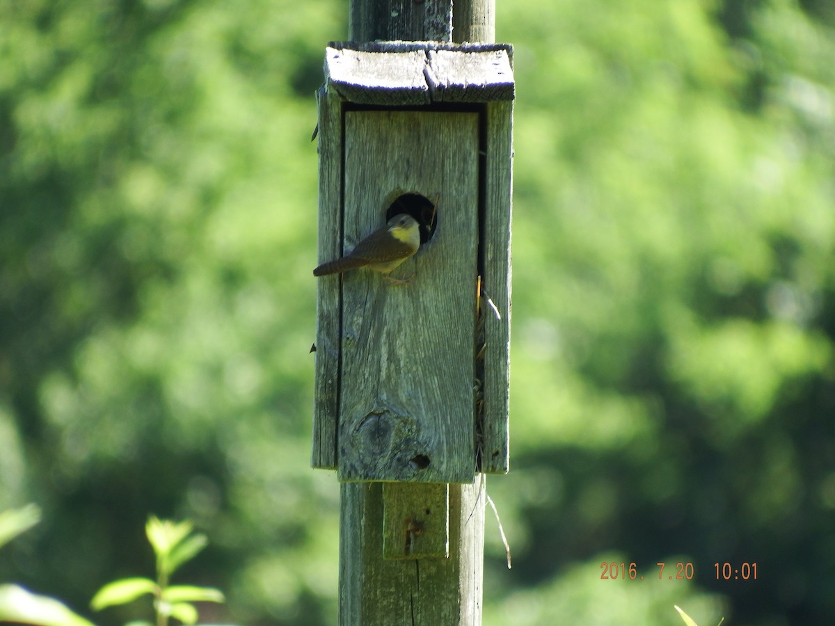 Carolina Wren - ML31444641