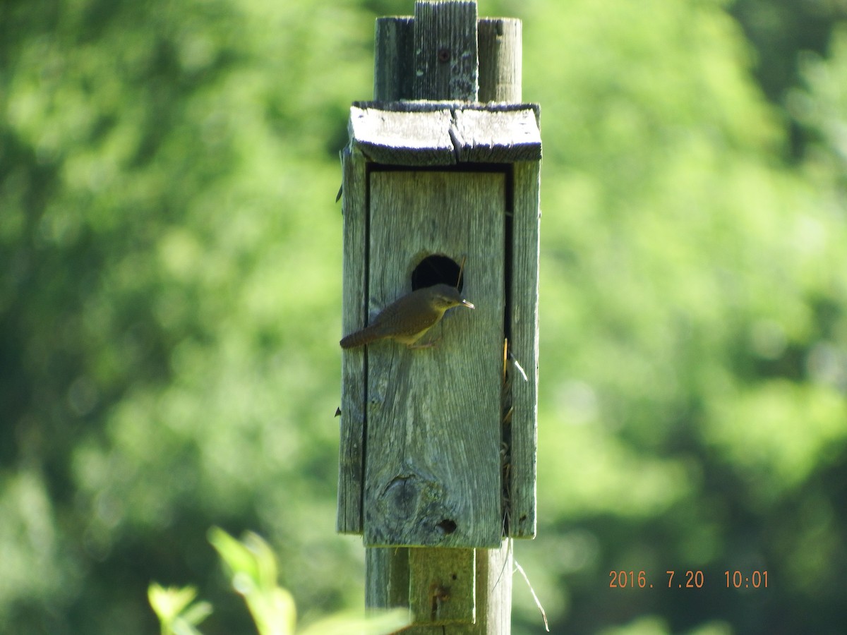 Carolina Wren - ML31444651