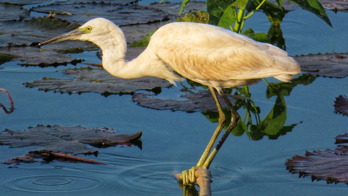 Little Egret - ML314447491
