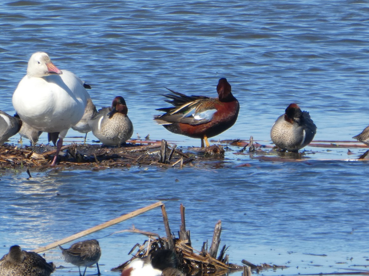 Snow Goose - ML314453031