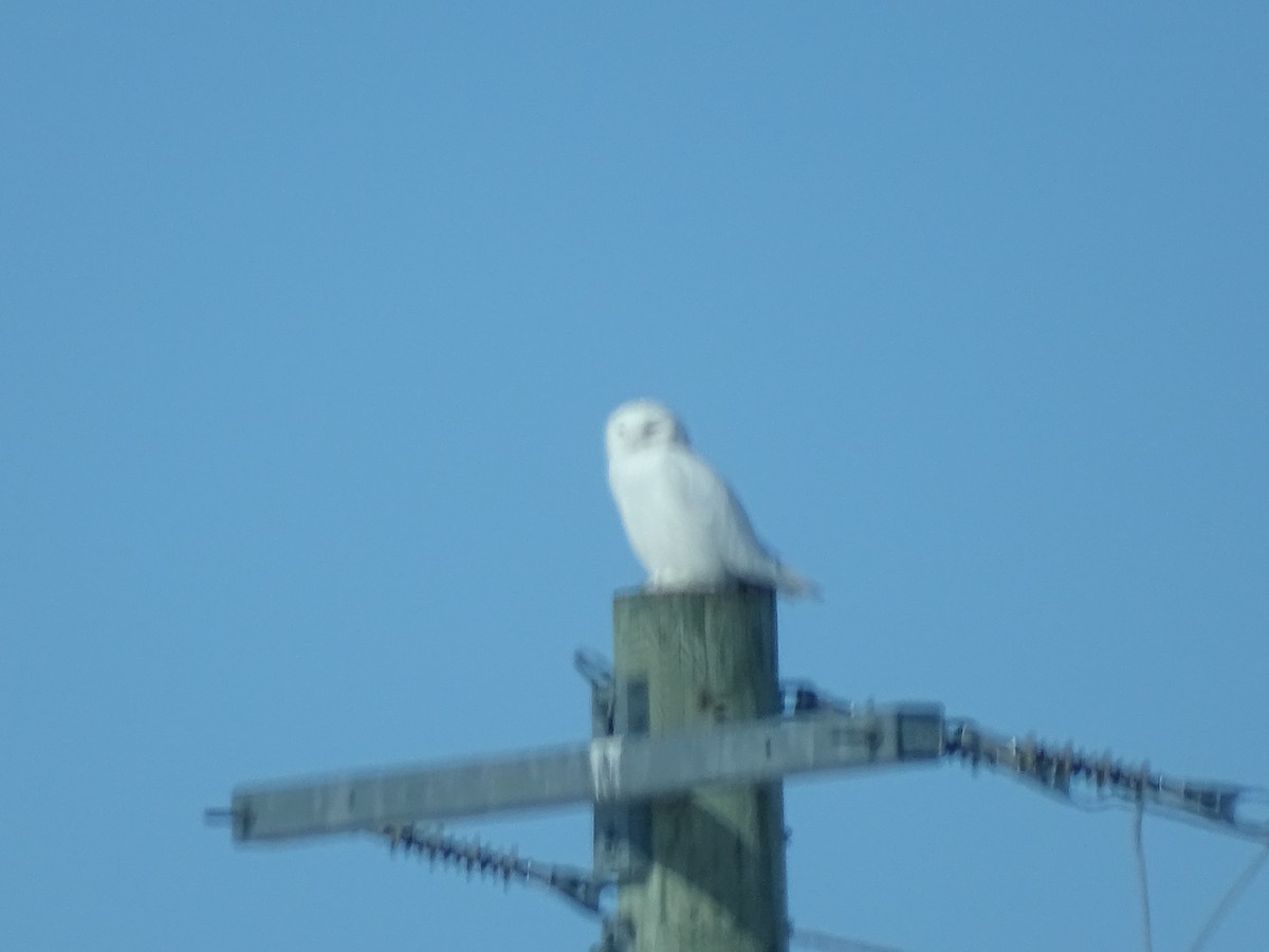 Snowy Owl - ML314454501