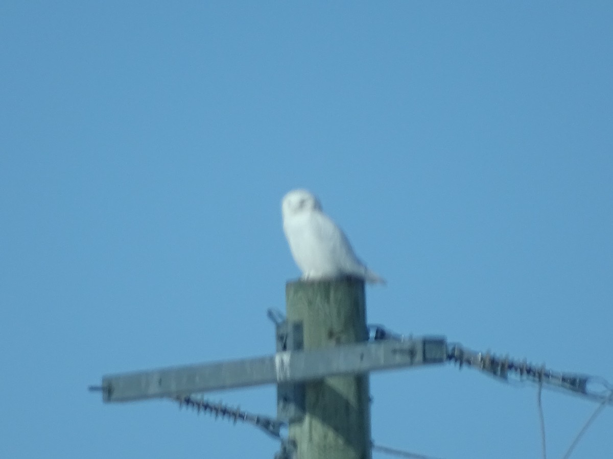 Snowy Owl - ML314454581