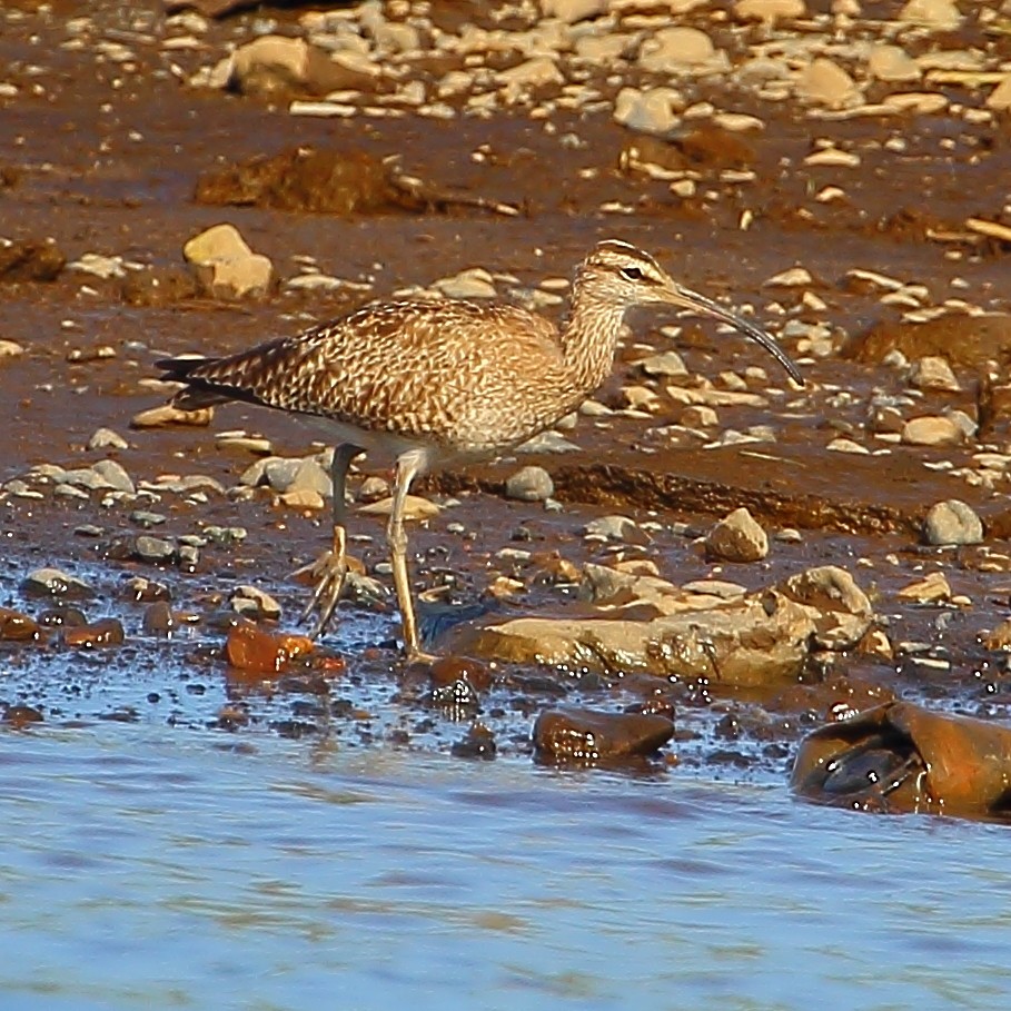 Whimbrel (Hudsonian) - ML314455981