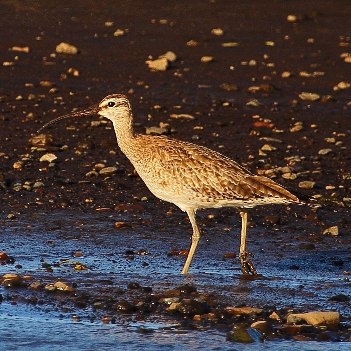 Whimbrel (Hudsonian) - ML314455991