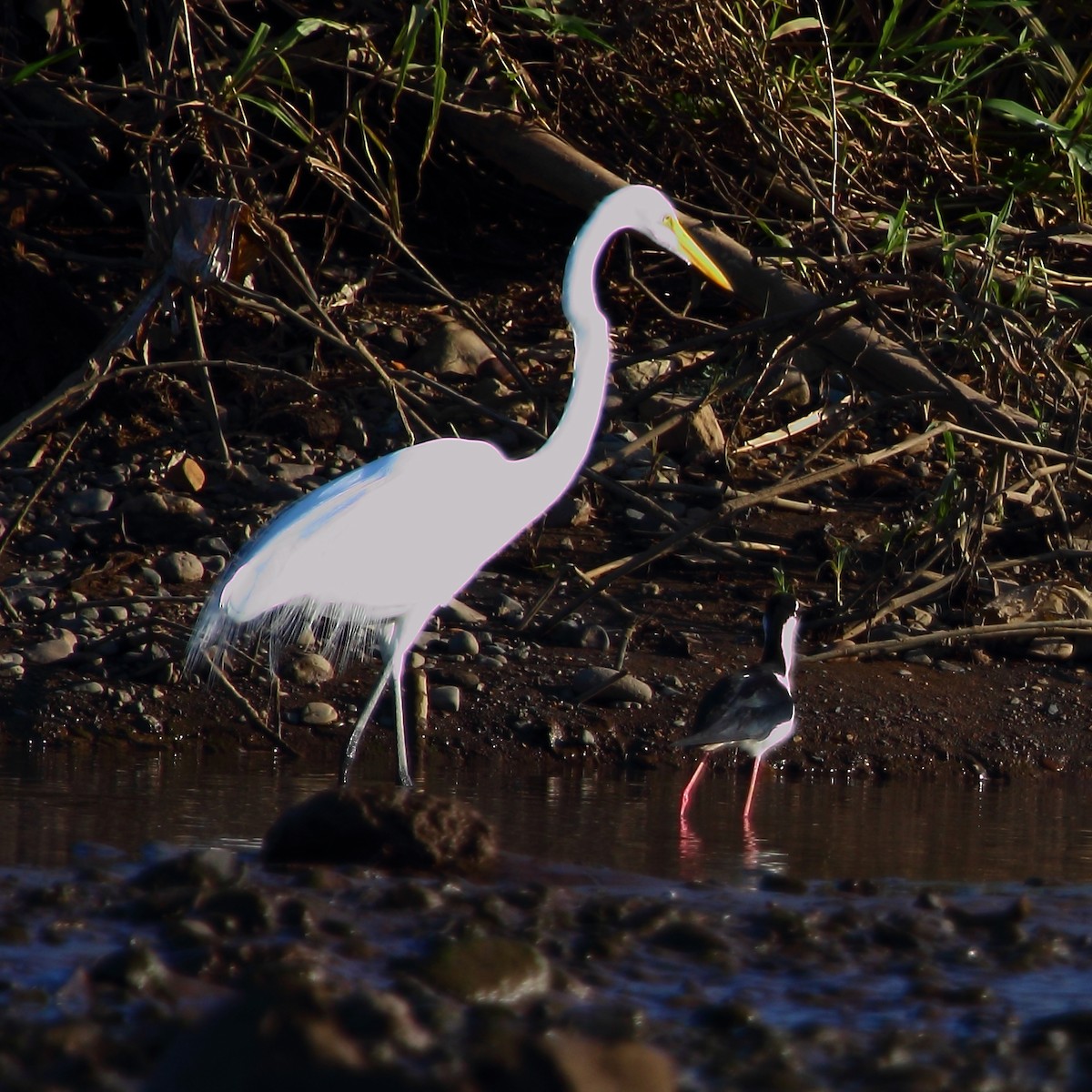 Great Egret - ML314456041