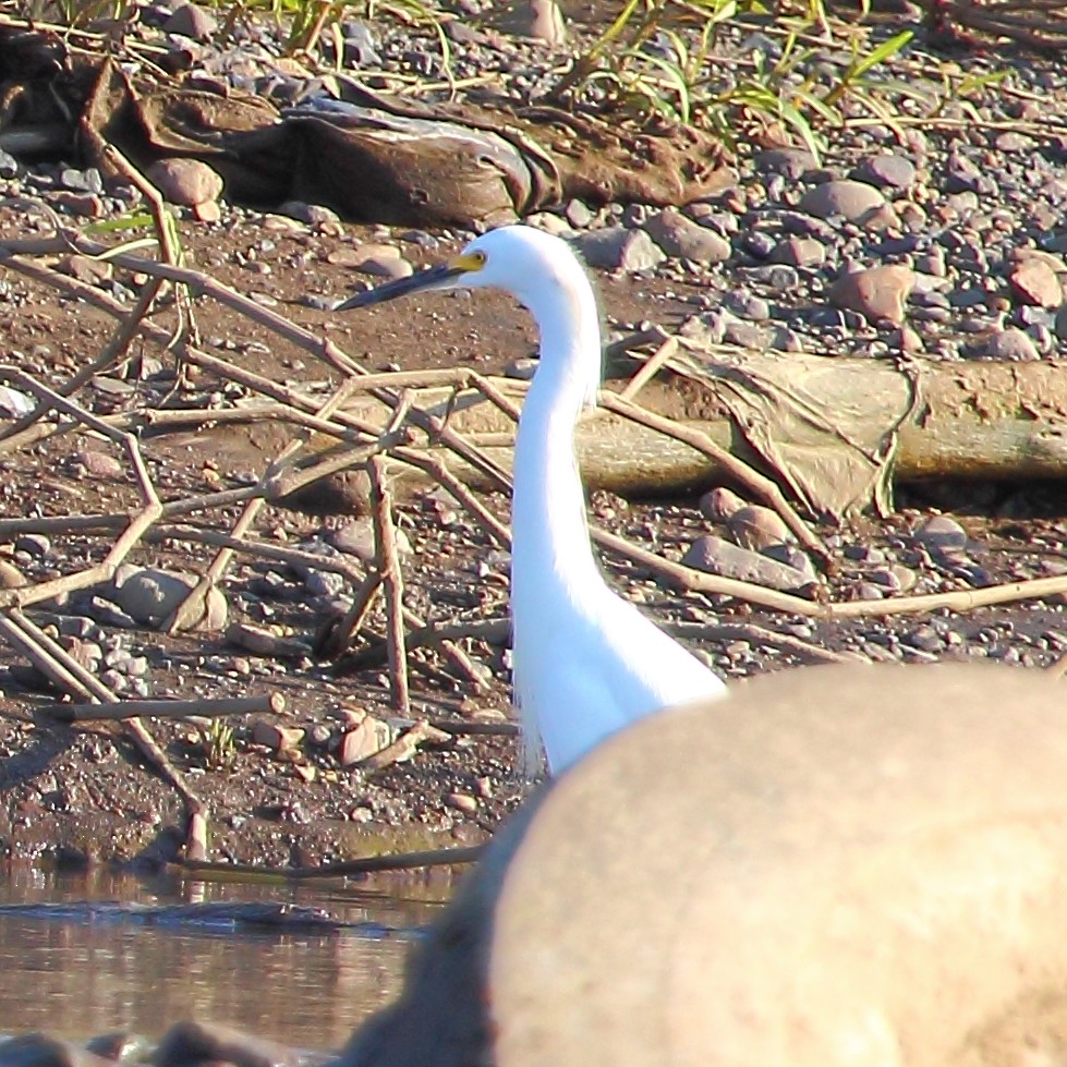 Snowy Egret - ML314456061