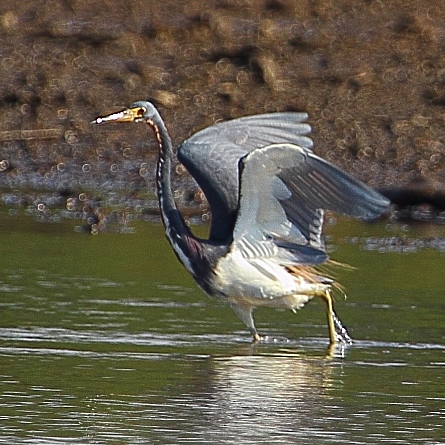 Tricolored Heron - ML314456101