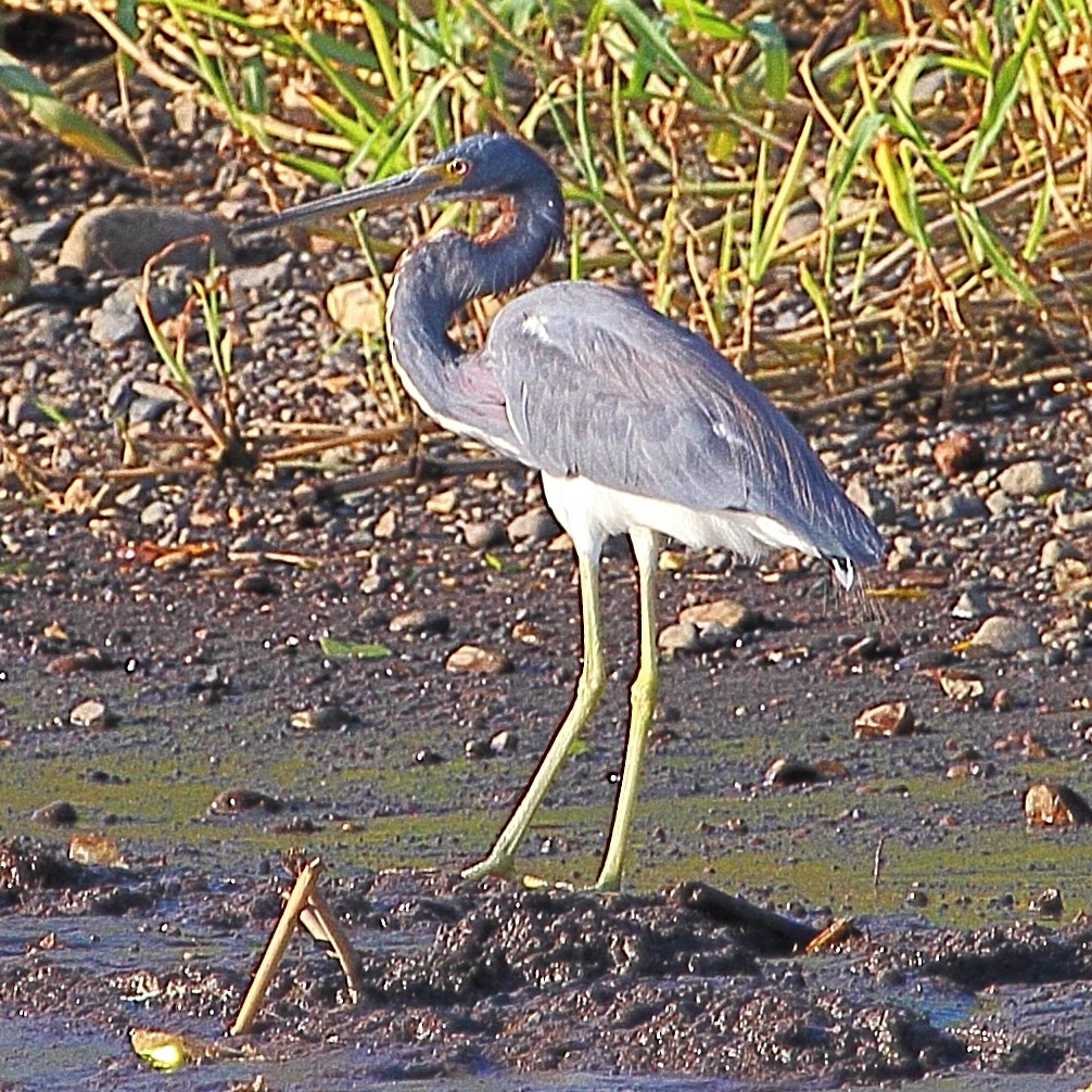 Tricolored Heron - ML314456111