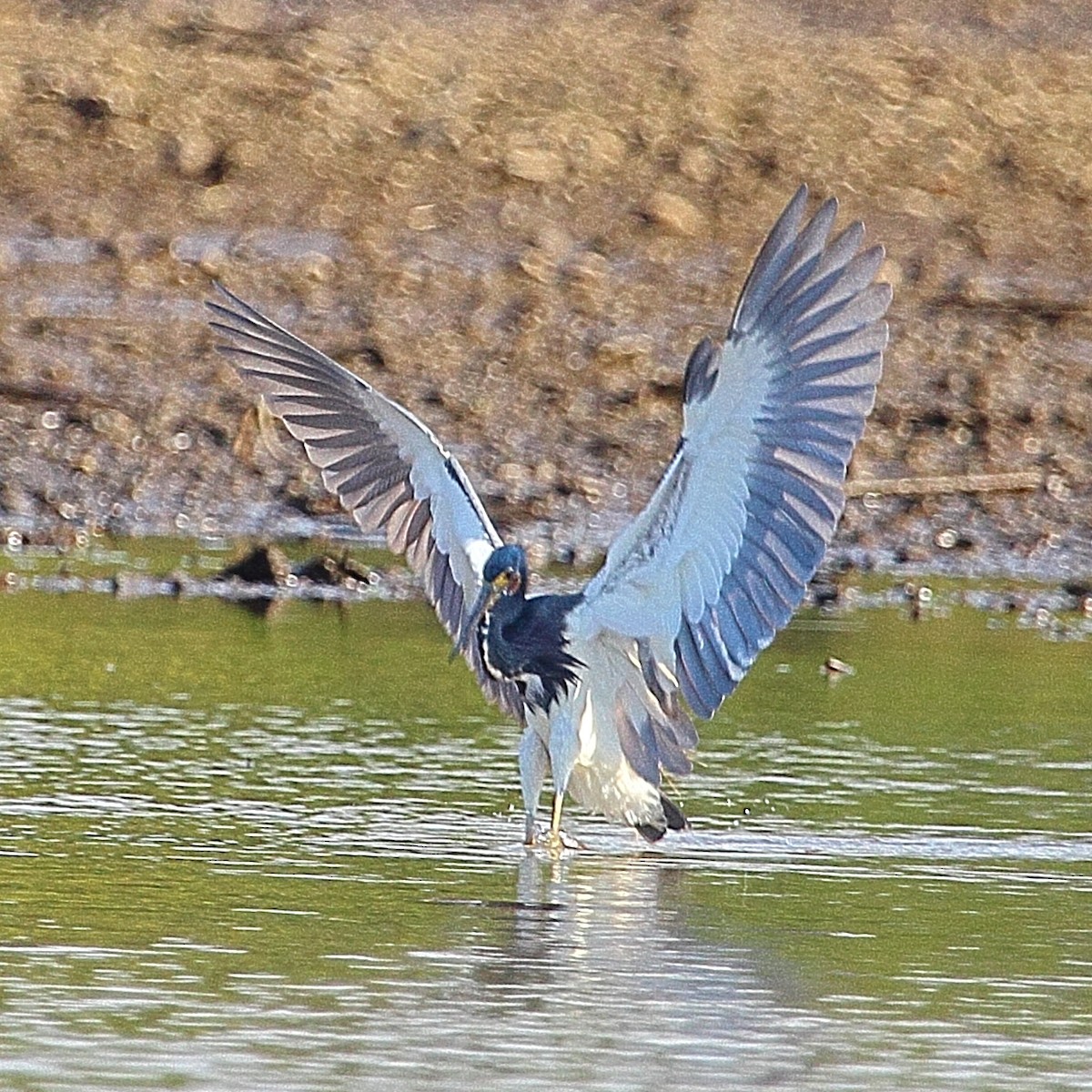 Tricolored Heron - ML314456141