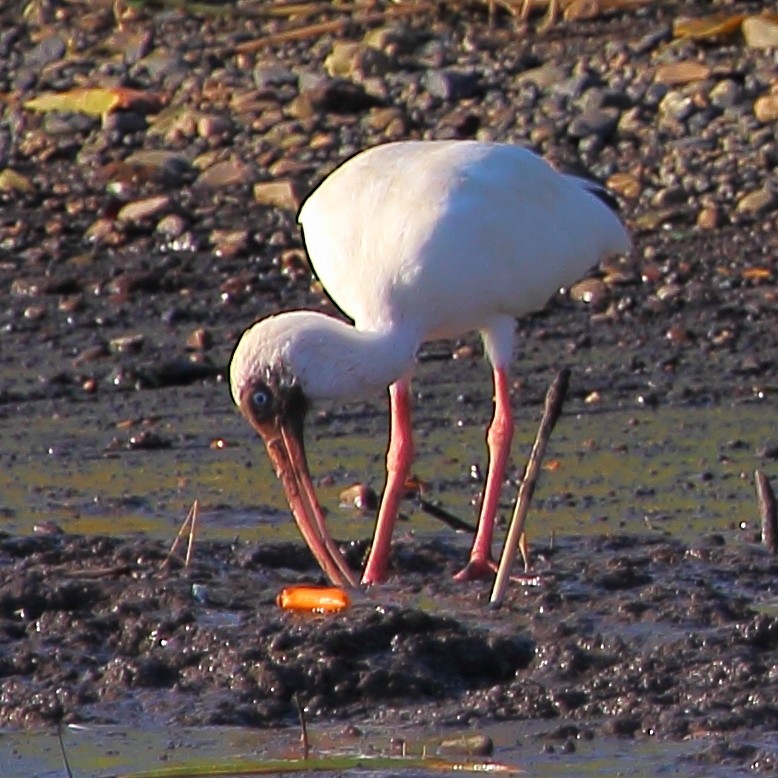 White Ibis - ML314456171