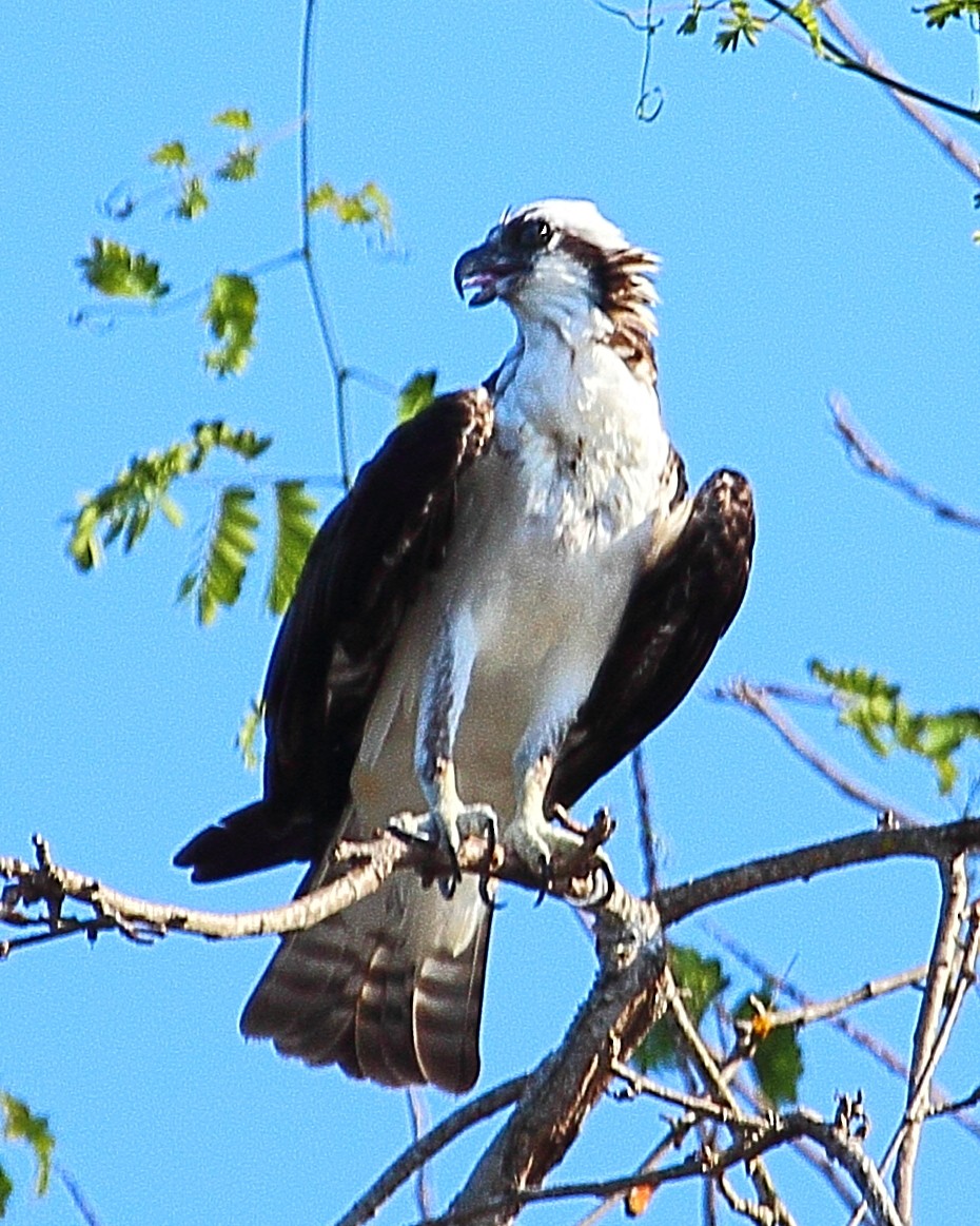 Osprey - ML314456191