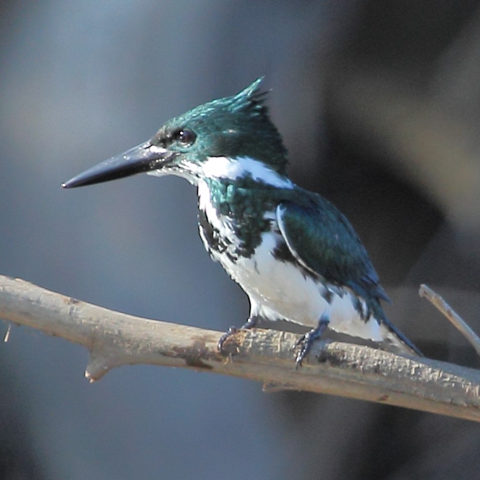 Amazon Kingfisher - ML314456291