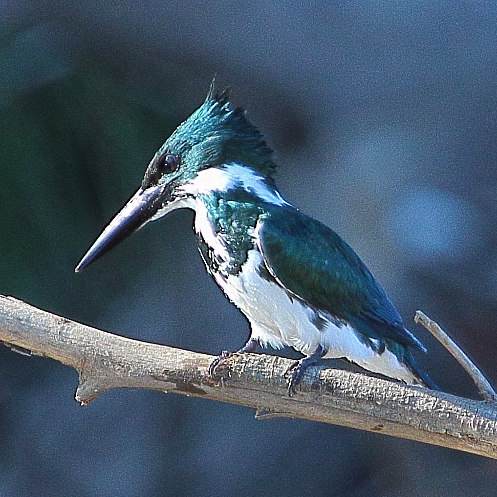 Amazon Kingfisher - ML314456311