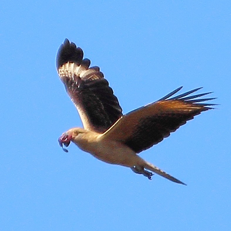 Yellow-headed Caracara - ML314456461