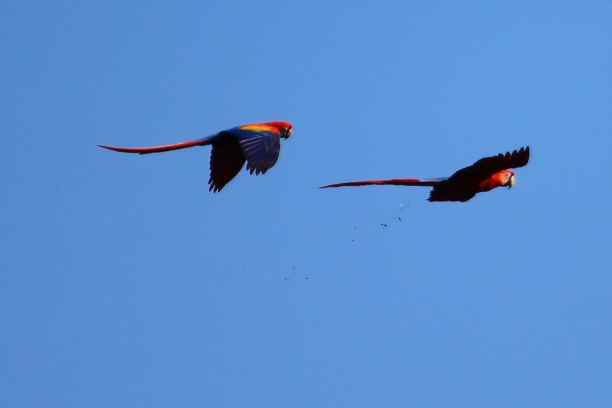 Scarlet Macaw - ML314456581