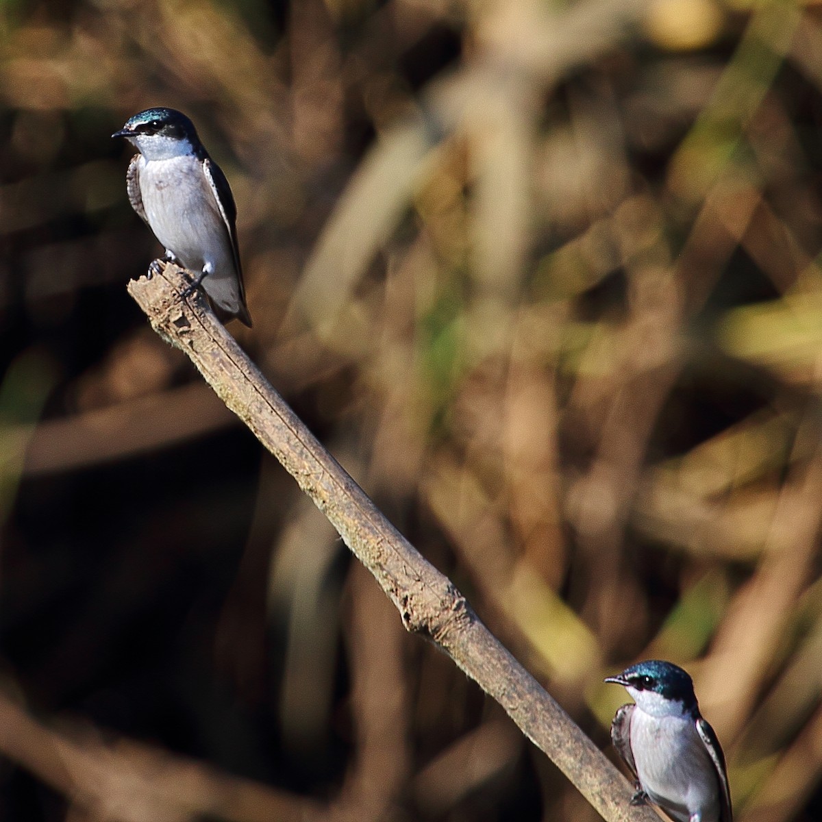 Mangrove Swallow - ML314456611