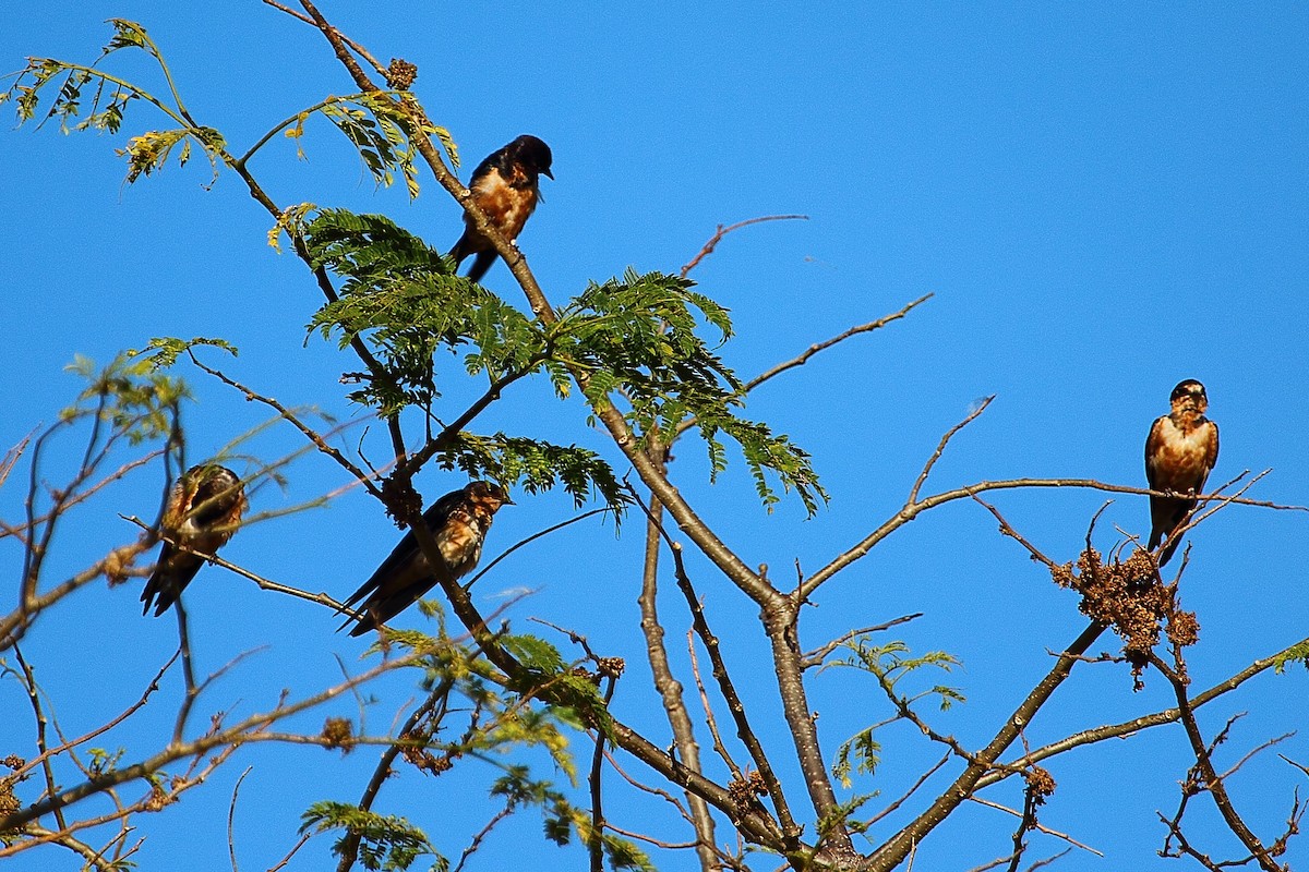 Barn Swallow - ML314456651