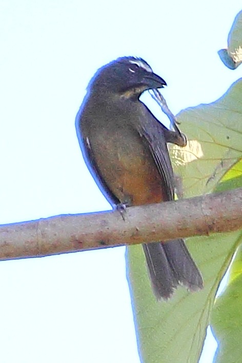 Cinnamon-bellied Saltator - Ryan Candee