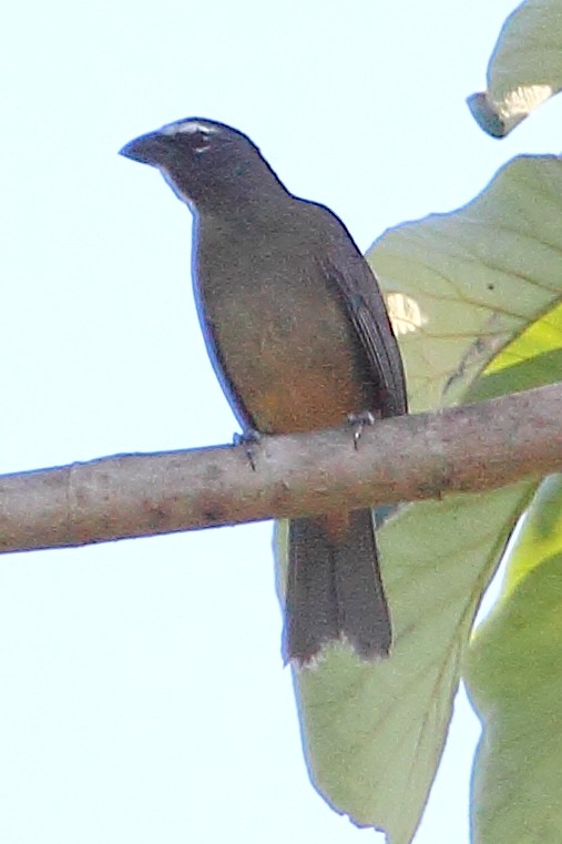 Cinnamon-bellied Saltator - ML314456731