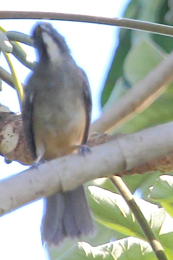 Cinnamon-bellied Saltator - ML314456751