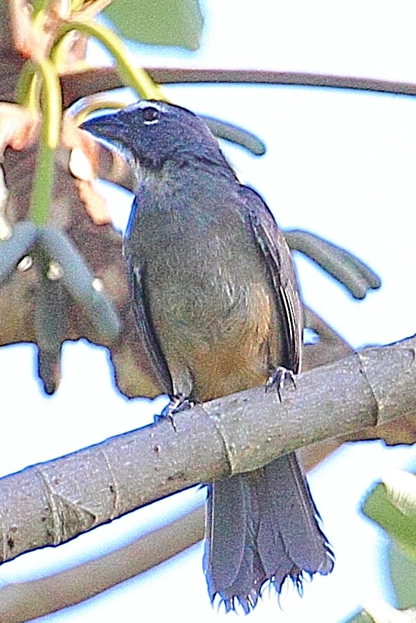 Cinnamon-bellied Saltator - ML314456761