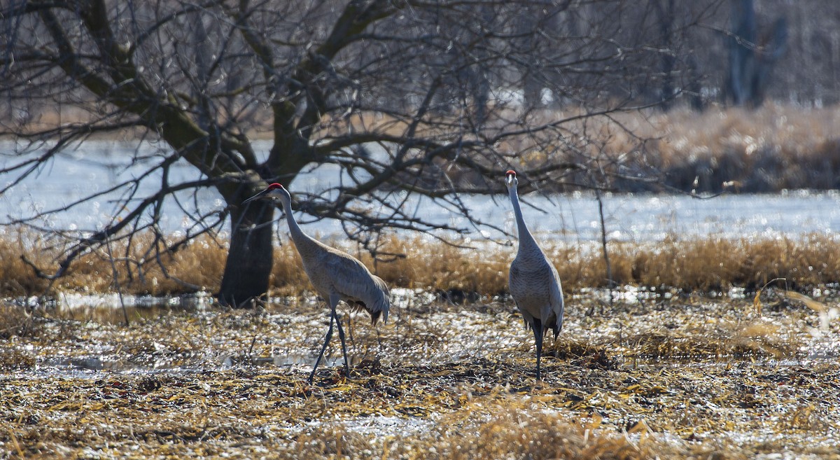 Sandhill Crane - Lonny Garris