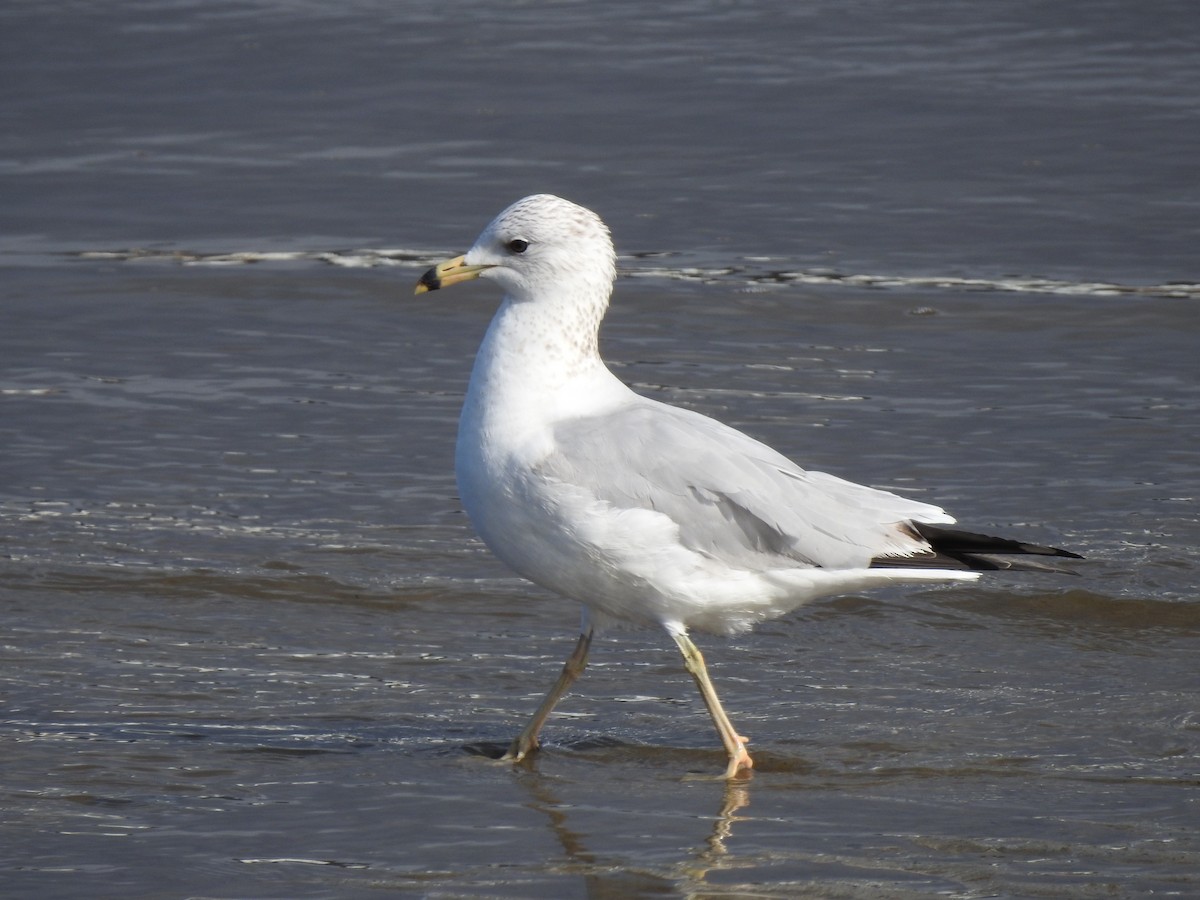 Ring-billed Gull - Team Ona