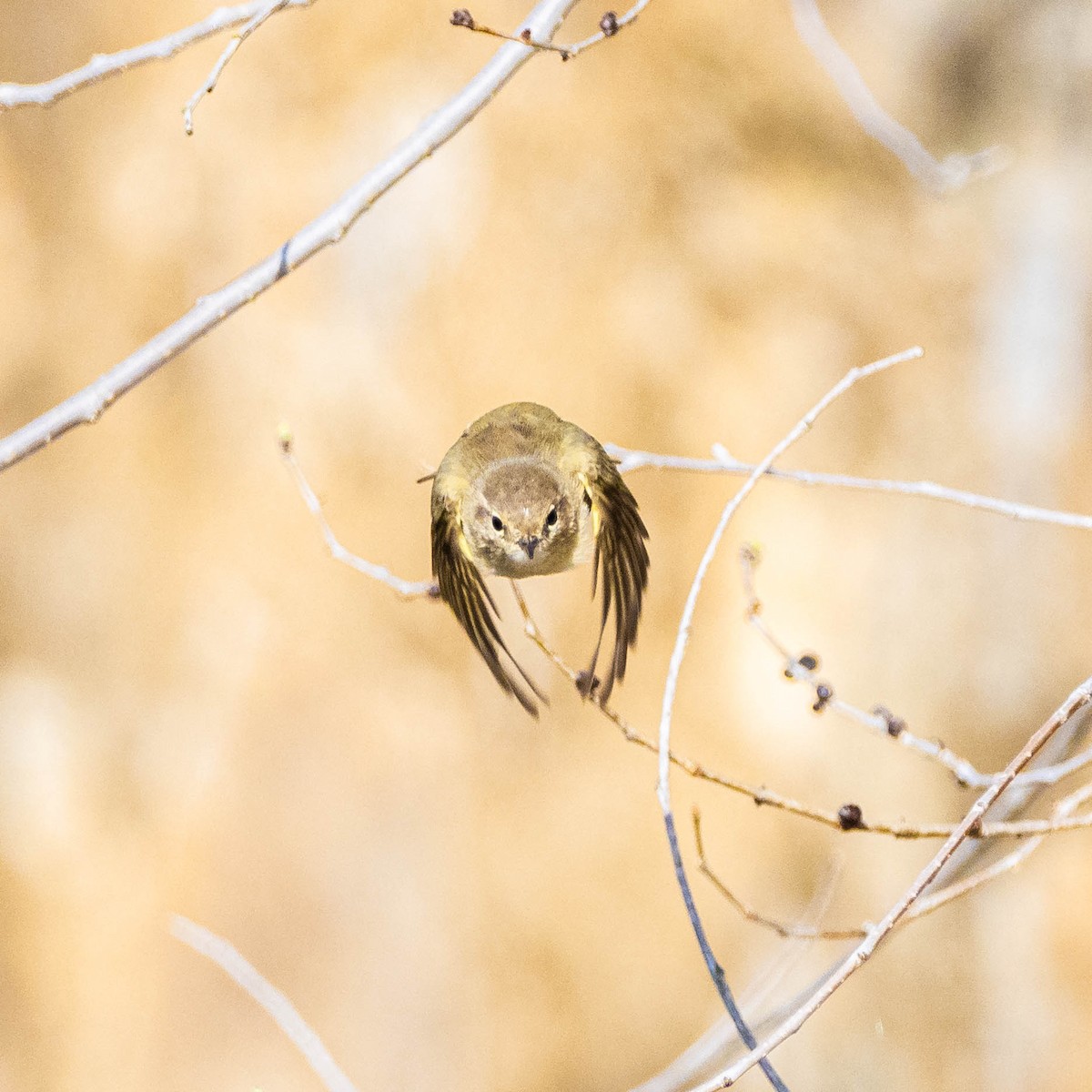 Mosquitero Común - ML314461721