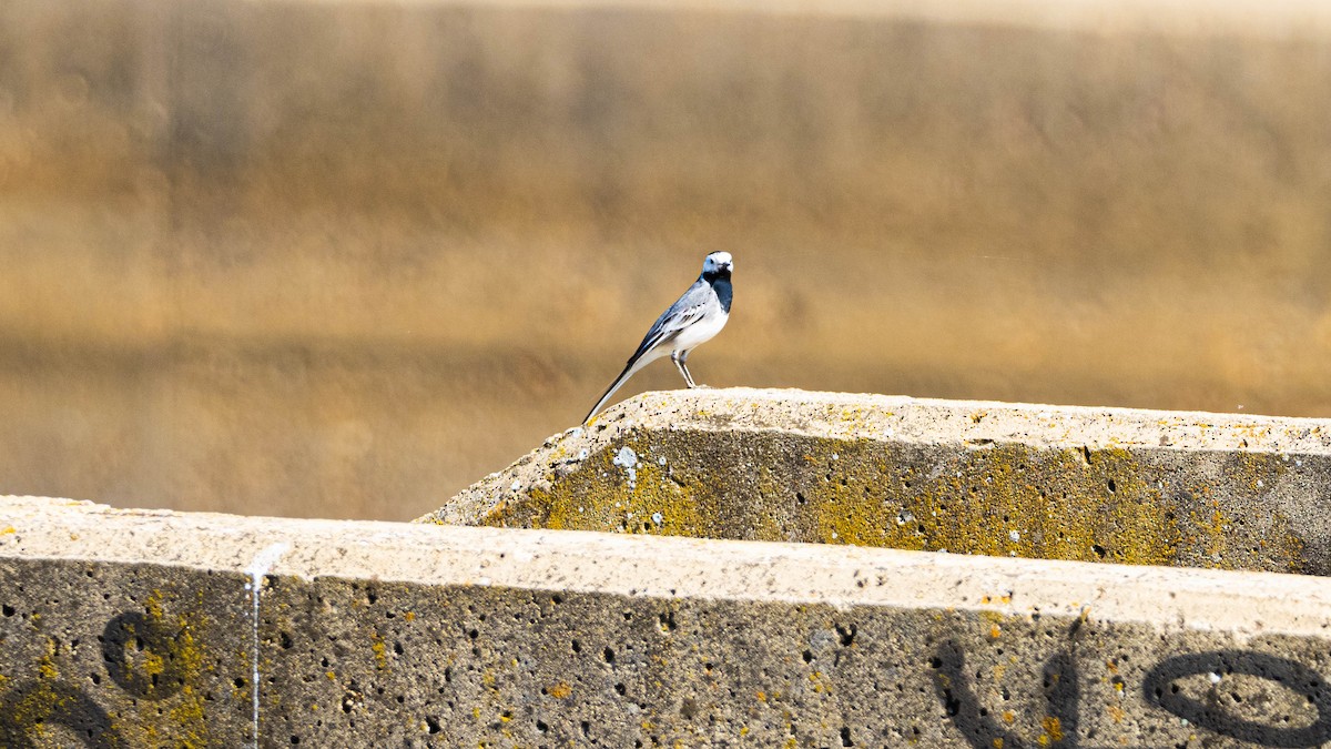 linerle - ML314461791