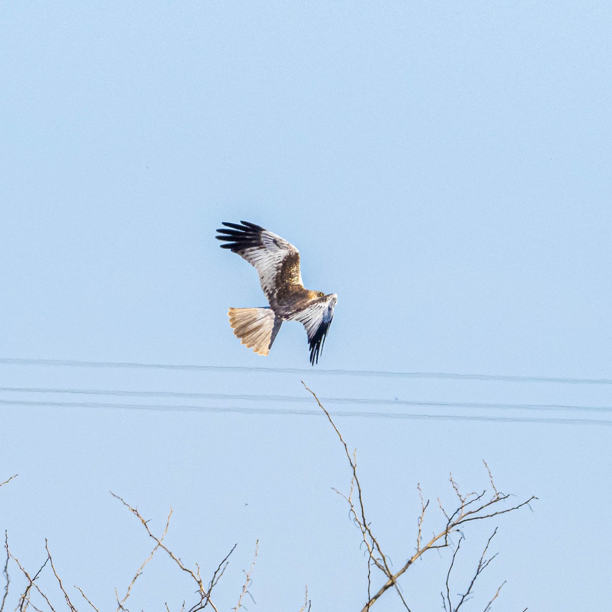 sivhauk - ML314461851