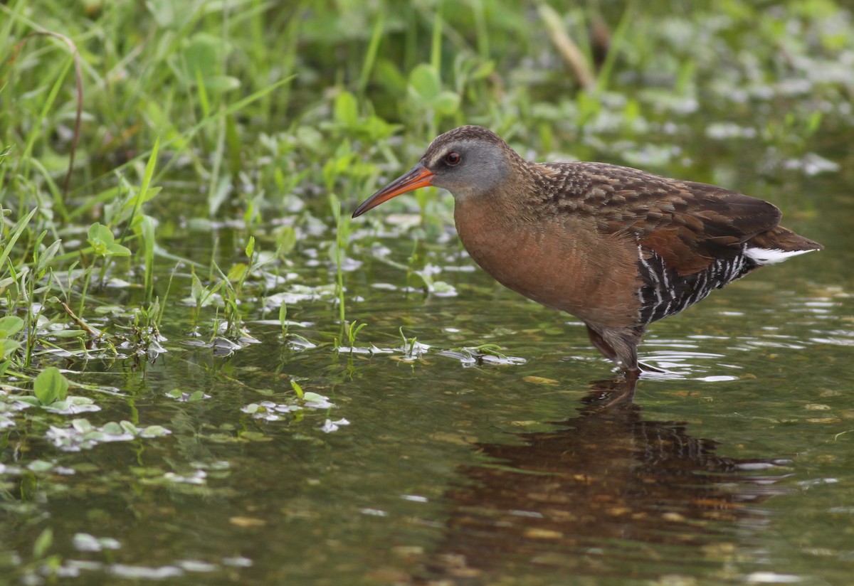 Virginia Rail - Ian Davies