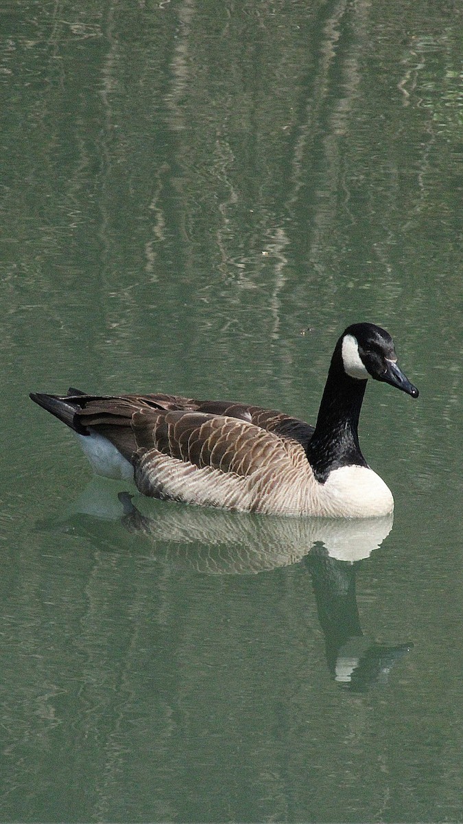 Canada Goose - ML314462121