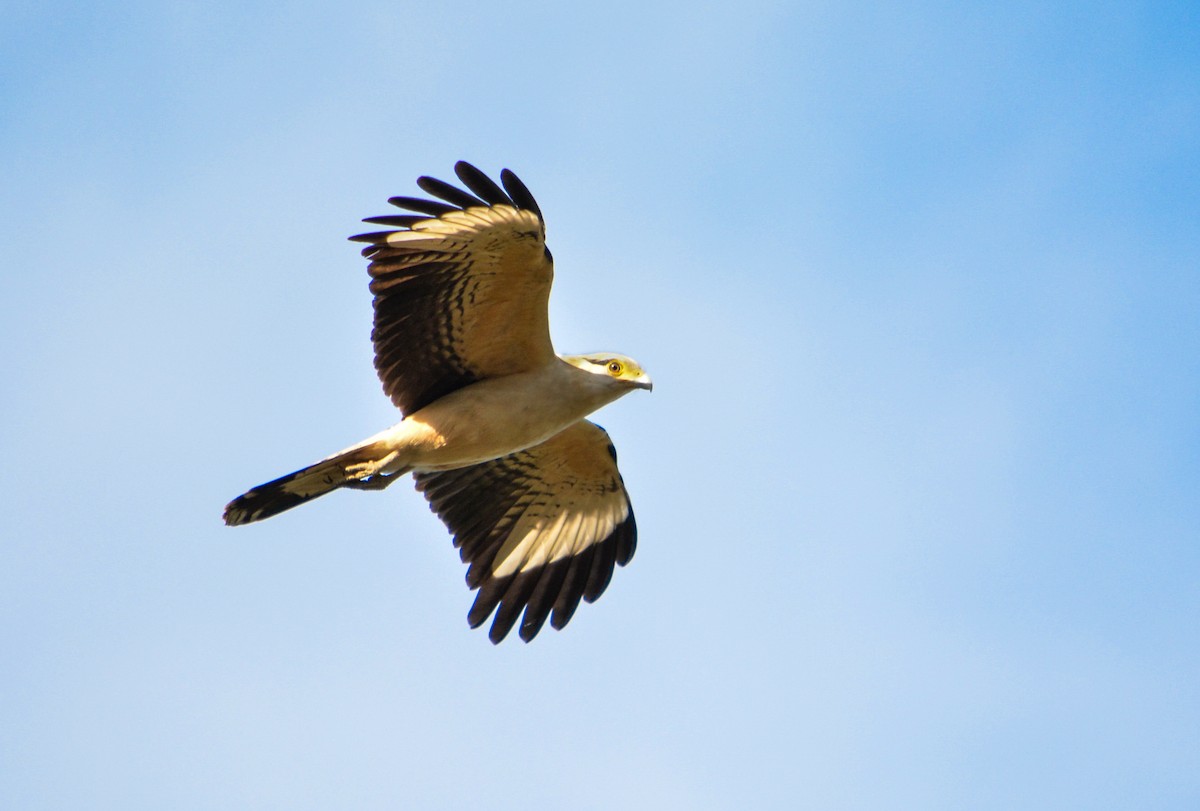 Yellow-headed Caracara - João Gava Just