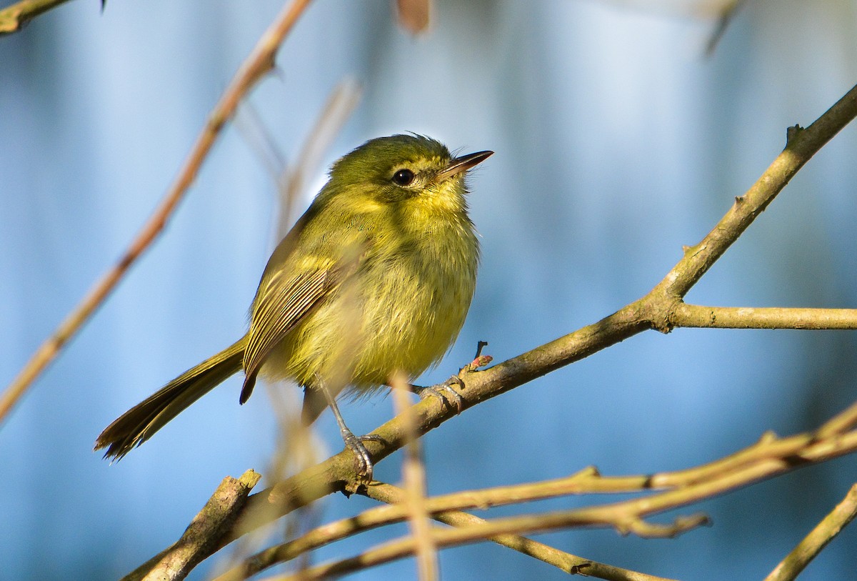 Restinga Tyrannulet - João Gava Just