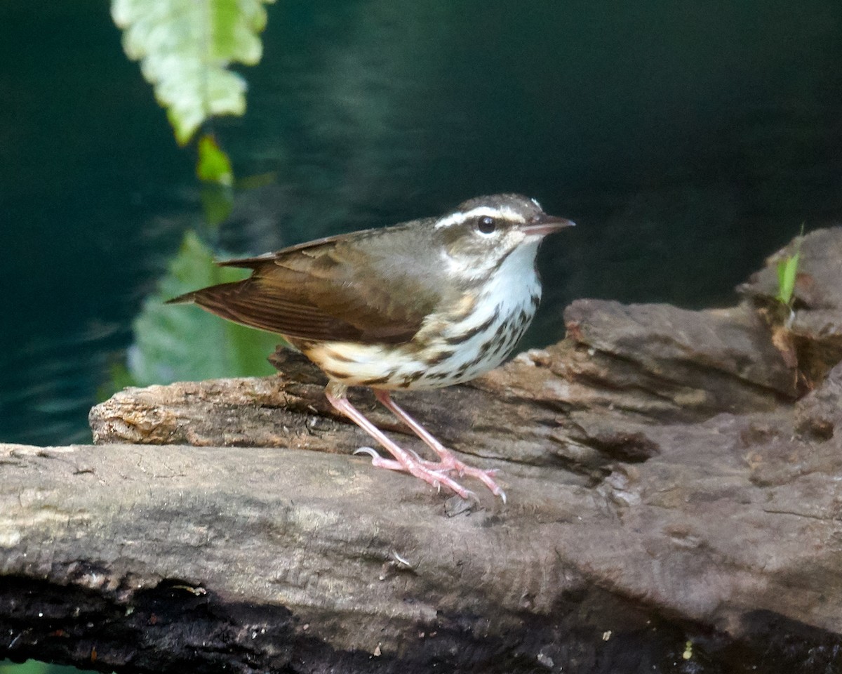 Louisiana Waterthrush - ML314464691