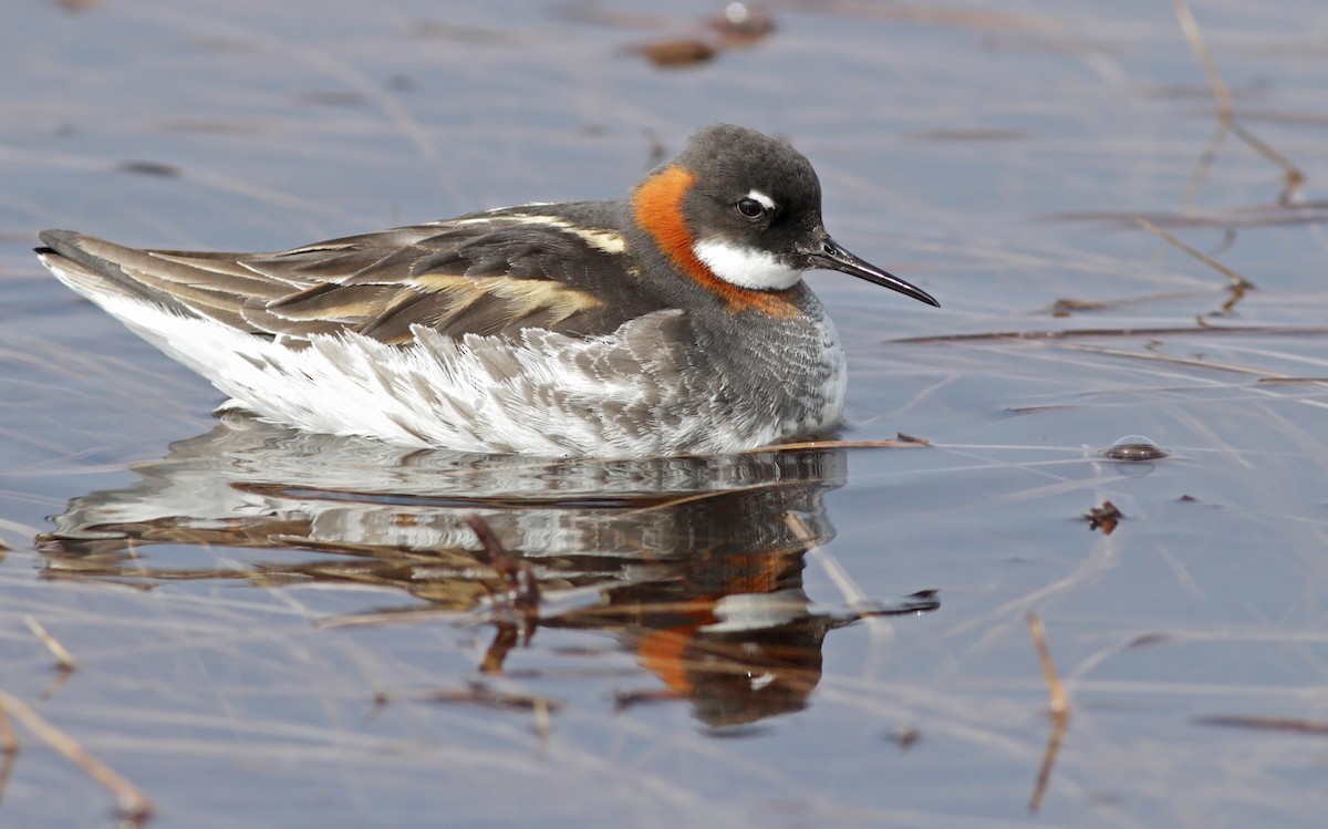 svømmesnipe - ML31446651