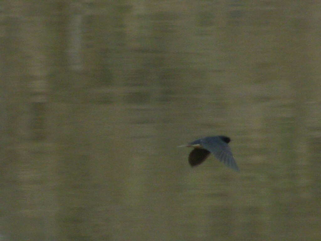 Barn Swallow (White-bellied) - ML314466601