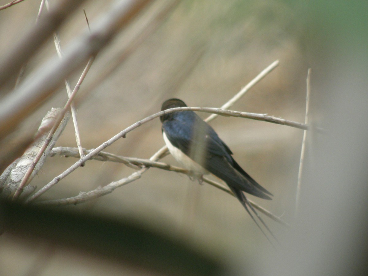 Barn Swallow (White-bellied) - ML314466661