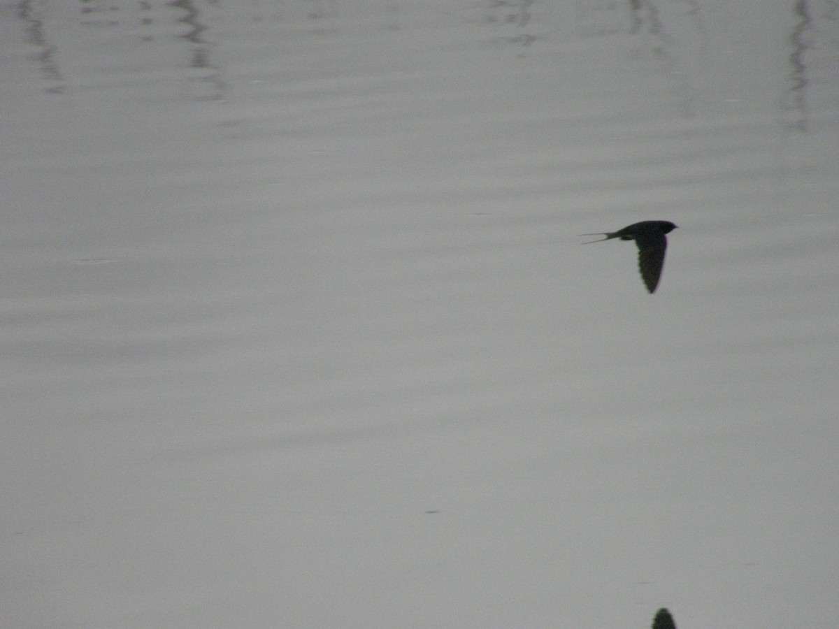Barn Swallow (White-bellied) - ML314466681