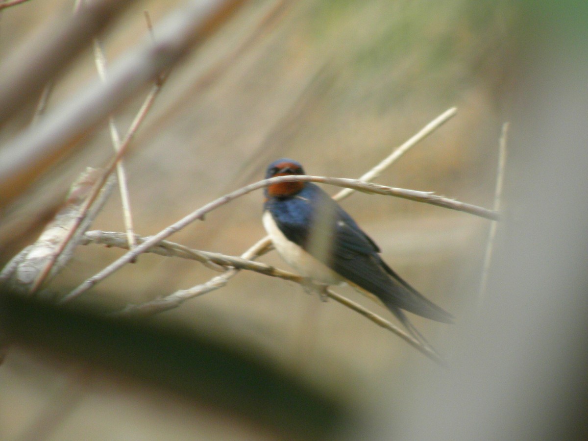 Barn Swallow (White-bellied) - ML314466711