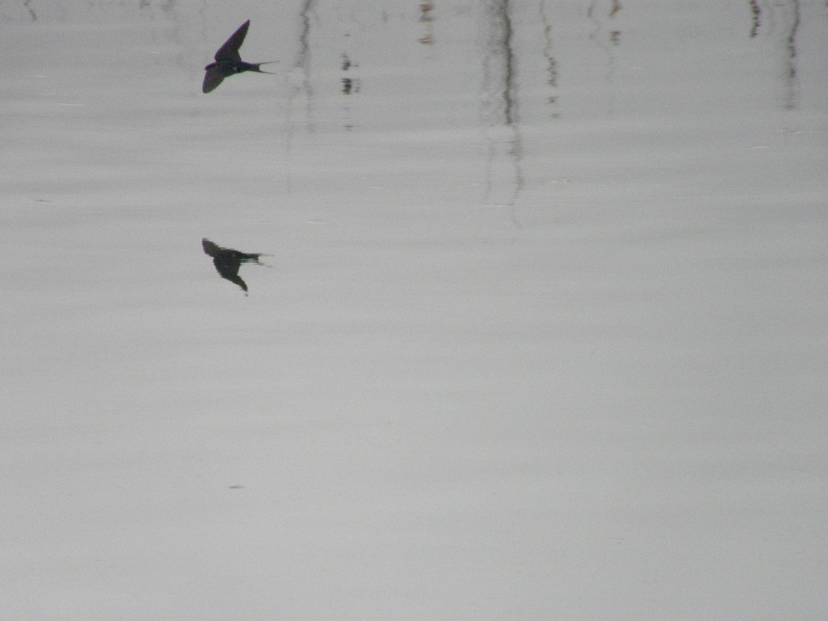 Barn Swallow (White-bellied) - ML314466751