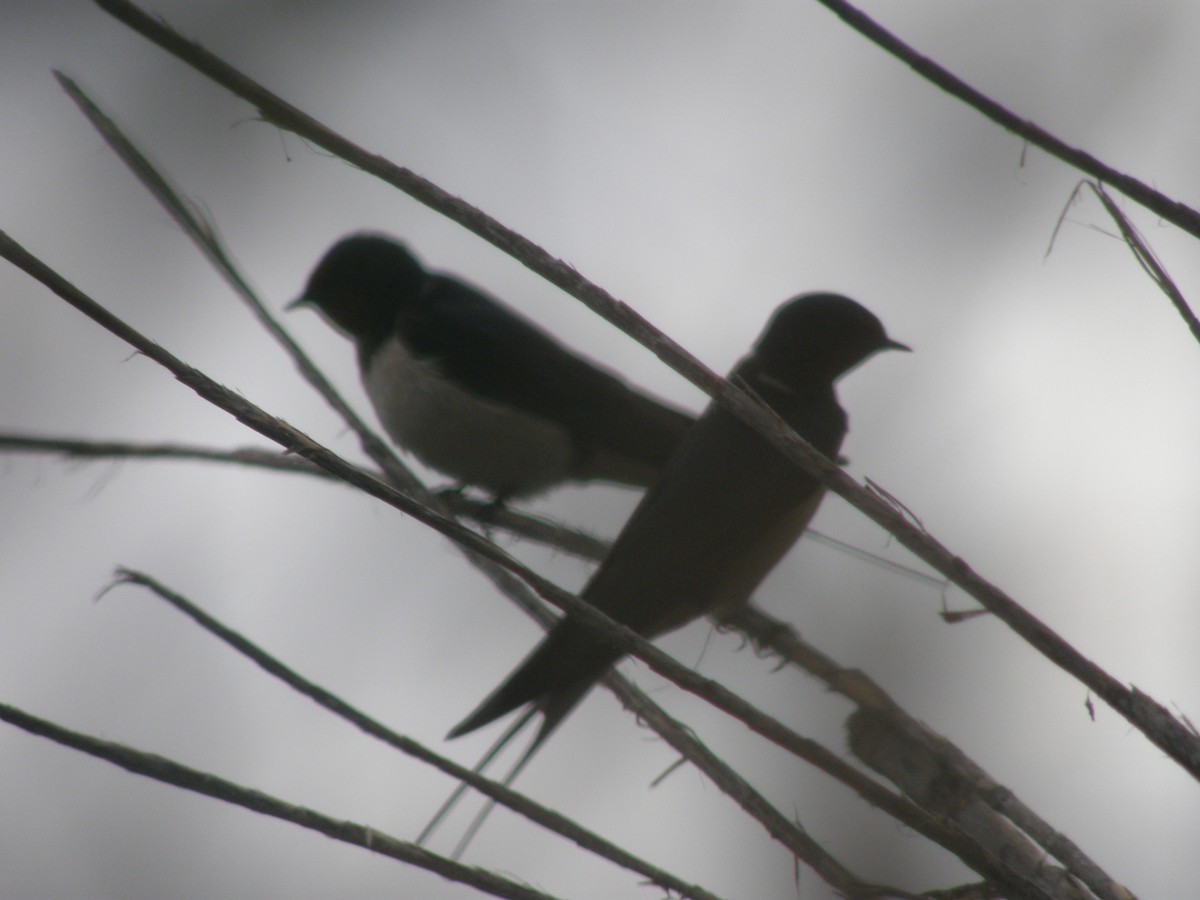 Barn Swallow (White-bellied) - ML314467051