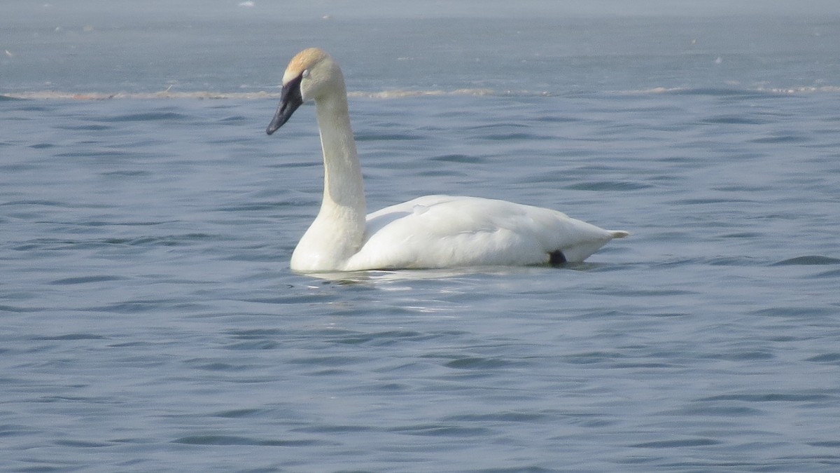 Trumpeter Swan - ML314467571